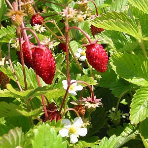 Foto van de desbetreffende plant